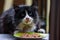 Stray, homeless black cat eats cat food