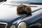 Stray homeless cat resting on the car hood