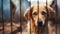 Stray homeless dog in animal shelter cage. Sad abandoned hungry dog behind old rusty grid of the cage in shelter for homeless