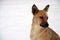 A stray homeless dog. Portrait of a sad orange dog on a snowy background