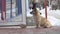 Stray homeless dog sitting in front of the grocery store entrance waiting for food outdoors