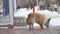 Stray homeless dog sitting in front of the grocery store entrance waiting outdoors for food