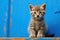 stray kitten on blue background