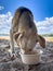 Stray labrador on Tamarin Bay beach looking for food, Mauritius