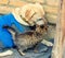 Stray little kitten rubbing against big dog labrador retriever