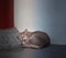 Stray mixed breed black striped street cat sleeping against white stone concrete wall under the building shady background. Street