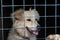 A stray mongrel dog of light color looks through the grille of a cage or aviary sitting abandoned in a shelter for homeless