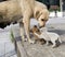 Stray mother dog and puppies