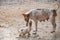 Stray mother dog with puppy in endearing moment.