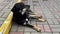 A stray neutered black dog with a chip in its ear. Sad mongrel lying on the road in the city. Abandoned lone pet on the