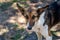 A stray neutered dog with a chip in its ear. Portrait of a sad mongrel close-up. Abandoned lone pet on the grass in a