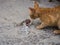 Stray orange cat eating a rest of fish, Sucuraj, Croatia