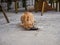 Stray orange cat eating a rest of fish, Sucuraj, Croatia