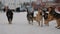 Stray pack of homeless dogs on the street in the city in winter