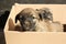 Stray puppies in cardboard box. Baby animals