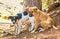 Stray puppies living in moroccan forest