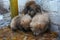 Stray puppies are warming themselves on the litter on the street with each other.