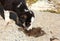 A stray puppy drinks water from a puddle