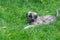 Stray puppy having rest in spring herbs