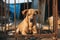 A stray puppy lies in a metal cage