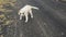 Stray puppy in playful mood on an autumnal asphalt road