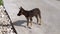 A stray puppy stands on the street and looks. Little hungry and lonely dog.