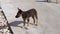 A stray puppy stands on the street and looks. Little hungry and lonely dog.