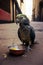 Stray sad and hungry parrot on city street, abandoned homeless pet, generative AI