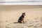 stray sad red dog lies on sand beach near the ocean or sea