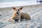 stray sad red dog lies on sand beach near the ocean or sea