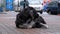 Stray Shaggy Dog lies on a City Street against the Background of Passing Cars and People