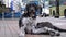 Stray Shaggy Dog lies on a City Street against the Background of Passing Cars and People