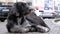 Stray Shaggy Dog lies on a City Street against the Background of Passing Cars and People