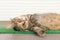 Stray sleeping tabby cat lying on green mat copyspace