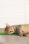 Stray sleeping tabby cat lying on green mat copyspace