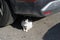 A stray street cat sits under a car as a shelter, hiding.