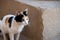 Stray Street Cat in temple in Egypt