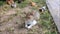 Stray street cats rest and lie on the grass in the city park