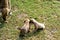 Stray street dog puppies play on the grass while the dog mother watches. Taken in Delhi, India