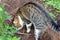 The stray striped cat catches the mouse in the garden to thank the owners for feed and shelter.