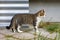 The stray striped cat stands in the profile on the tile in front of the wall between the concrete stove and a metal sheet.