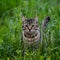 Stray tabby cat blends into green grass, seeking shelter