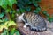 A stray tabby cat eats in the garden from a plastic container.