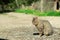 Stray tabby cat is licking his chops in a very cute moment