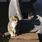 Stray tabby cat sleeping on a human sculpture and the other one sunbathing on a bench