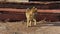 Stray tabby cat stands in a defensive-aggressive pose, arching its back. Wary animal has stopped, and is looking around