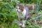 A stray tabby cat stands on a wooden board near the garden with green onions.