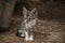 Stray tabby and white kitten on the streets of Crete Greece.