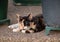 Stray tortoiseshell calico cat lying down on pebblecrete among pots