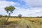 Stray trees along the car track in the extensive heathland of the Amsterdamse Waterleidingduinen